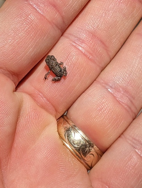 small frog